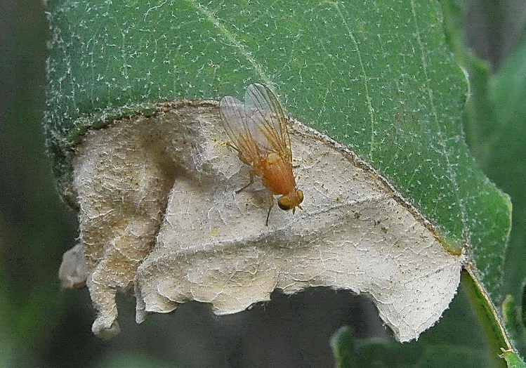 Lauxaniidae, Sapromyza sp.